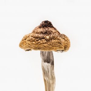 Benefits of B+ Mushrooms